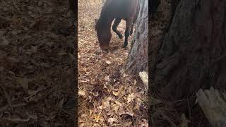 Into the Tombigbee National Forest with the beautiful horse and very lovely one 💙 [upl. by Garvey]