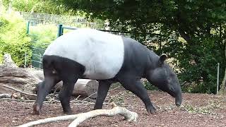 Schabraktapir Malayan tapir at Copenhagen Zoo Tapiru sindicus Zoologisk Have København [upl. by Kallista]