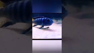 Malawi cichlid fish with baby  fish knowledge  cichlid fish aquriamfish freshwaterfish [upl. by Mellisa]