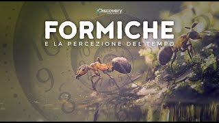 PERCEZIONE DEL TEMPO NELLE FORMICHE  MICRO MONDO  Documentario ITA 2020 [upl. by Rauscher]