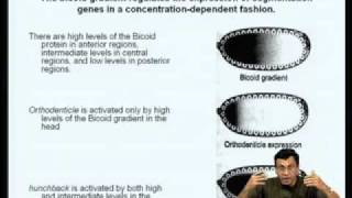 Mod07 Lec24 Gene Regulation during Drosophila Development [upl. by Matilda]