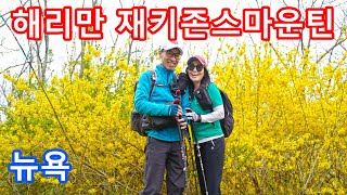 뉴욕 해리만  재키존스마운틴  화려한 봄의 감동  개나리천국  Jackie Jones Mountain Harriman State Park NY [upl. by Afrika317]