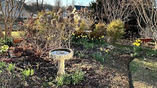 Dividing Autumn Joy Sedum🌱DAFFODILS in Bloom🌼🌼 [upl. by Bartko]