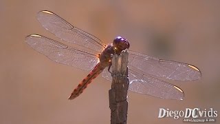 Orthemis ferruginea  Roseate skimmer dragonfly Libellulidae [upl. by Frymire675]