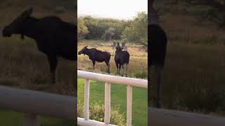 Moose mating season off our porch [upl. by Audsley]