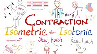 Muscle Contraction  SlowTwitch vs FastTwitch  Isometric vs Isotonic  Muscle Physiology [upl. by Davita]