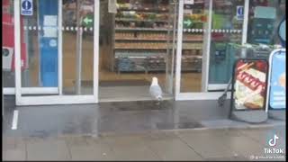 Fríamente calculado  Gaviota robando comida de una tienda video completo [upl. by Esilec]