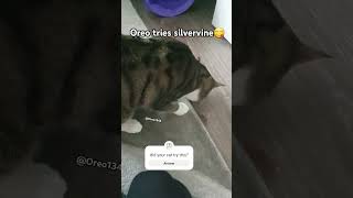 Oreo tries silvervinekitten catlover cat [upl. by Aihpled]