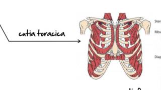 Biologie clasa 7a lectia Sistemul Muscular [upl. by Cimbura]