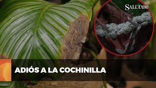 Combate la cochinilla algodonosa en tus plantas [upl. by Darryl316]