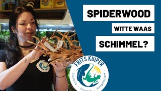 Schimmel op Spiderwood [upl. by Madlen]