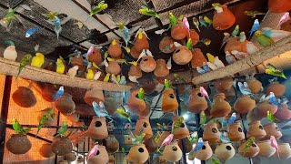 Budgies Parrots Breeding Colony Progress  World Biggest Australian Parrot Colony  Parrot Colony [upl. by Indnahc]