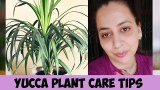 Yucca plantAll about Yucca plant care in detail How to care Yucca plant indoor and outdoor [upl. by Perlman838]