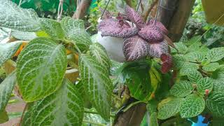 Episcia Varieties [upl. by Anivid]