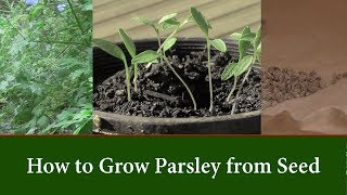 How to Grow Parsley Plants from Seed and How to Speed up Germination [upl. by Filberto179]