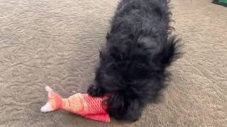 4 month old Scottie not impressed with the flopping fish toy [upl. by Phyllys]