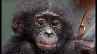 Balangalas Arrival to the Bonobo Rehabilitation Center [upl. by Sudnor]