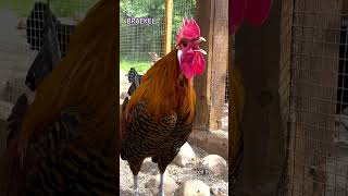 THE BEST ROOSTERS 10 different chicken breeds crowing for comparison from Dutch bantam to Yokohama [upl. by Ayikaz]