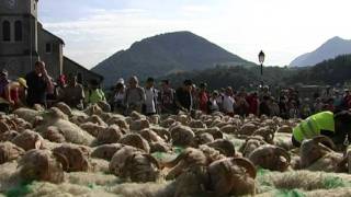 Tanshumance à Aramits vallée de Barétous [upl. by Seften854]