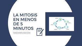 MITOSIS PASO a PASO en MENOS de 5 MINUTOS ✅ por cienciaybiologiacom [upl. by Aztirak]