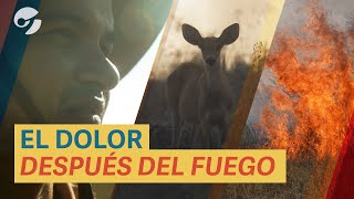 Los INCENDIOS y la TRAGEDIA ecológica de CORRIENTES como NUNCA la viste lo que el FUEGO dejó [upl. by Croom]