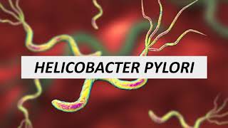 Microbiologia Médica  Helicobacter pylori [upl. by Tommie783]