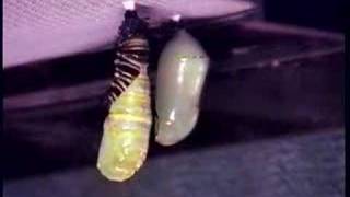 Monarch Caterpillar to Chrysalis Timelapse [upl. by Hardner140]