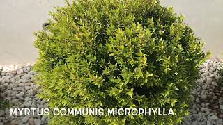 Myrtus communis microphylla Garden Center online PGARDENS [upl. by Bithia]