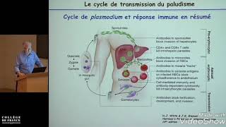 le paludisme immunité antiinfectieuse étude de cas [upl. by Camile80]