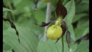 Fruesko Cypripedium calceolus [upl. by Reeher]