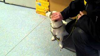 Dogs Trust Ilfracombe Eddie the JRT Cross [upl. by Nolita]