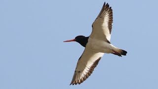 Oystercatcher Spectacular Flight to Roost  British Birding [upl. by Gnoht]