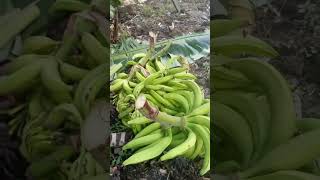 Ivo Arrey Mbongaya on ecofriendly farming and harvesting of plantains [upl. by Beitch853]