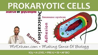 Eukaryotic vs Prokaryotic DNA Replication [upl. by Runck201]