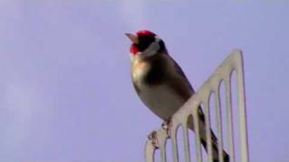 Goldfinch Panasonic SDRS26 [upl. by Ellehcir761]