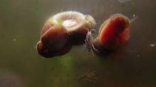 Ramshorn Snails and Freshwater Amphipods Scuds Eating Green Algae [upl. by Ennayram]