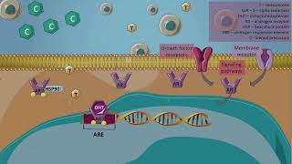 Androgen synthesis blockade  Abiraterone [upl. by Vogele]