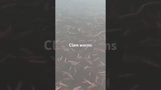 Discover the Mesmerizing World of Clam Worms Swimming Underwater [upl. by Lichtenfeld654]