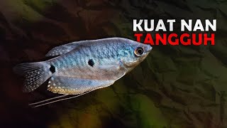 TAHAN BANTING 10 IKAN HIAS AIR TAWAR YANG TIDAK MUDAH MATI [upl. by Aymahs]