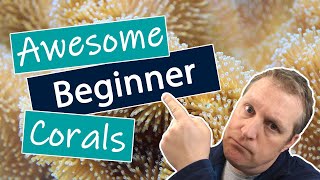 Top 7 Beginner Corals That Arent Boring [upl. by Jenei671]