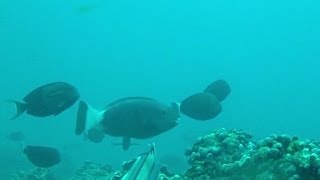 Hawaii Spearfishing quotUnder Your Nosequot Ep34 [upl. by Macy524]