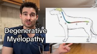 Degenerative Myelopathy [upl. by Anallese]