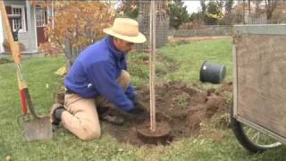 How to Plant a Tree Step by Step gardenorg [upl. by Ymas]