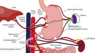 Gastrointestinal Arteries for the USMLE Step 1 [upl. by Aromas]