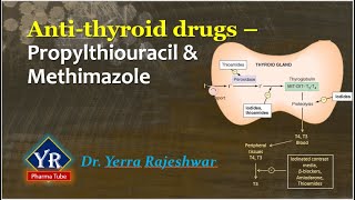 Antithyroid drugs  Propylthiouracil amp Methimazole  YR Pharma Tube  Dr Yerra Rajeshwar  Dr YR [upl. by Edwin]