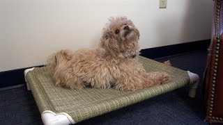 How to Make a Dog Bed  PVC Pet Cot [upl. by Sallad]