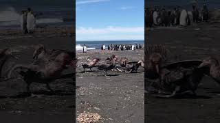 Giant petrels scavenge a gentoo penguin natureismetal keepnaturemetal petrel penguin [upl. by Julita470]