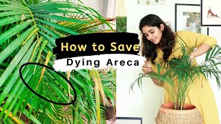 How to Save a Dying Areca Palm [upl. by Aneekal436]