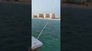 Man fishing catches a fish Pier 60 Clearwater Beach [upl. by Cletus]