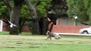 Adelaide  Koala running in the park  1 [upl. by Dun]